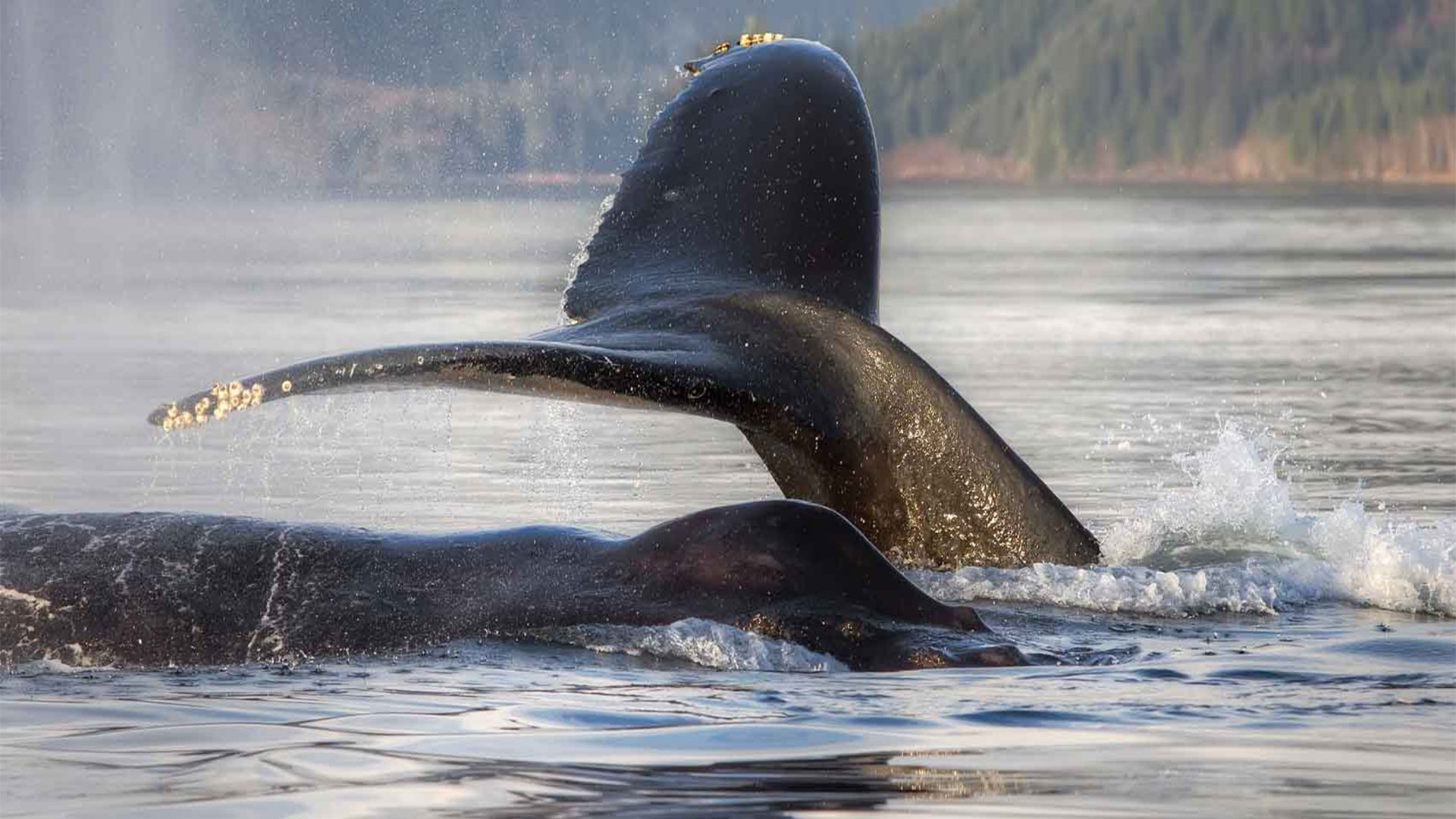 Humpback Whales