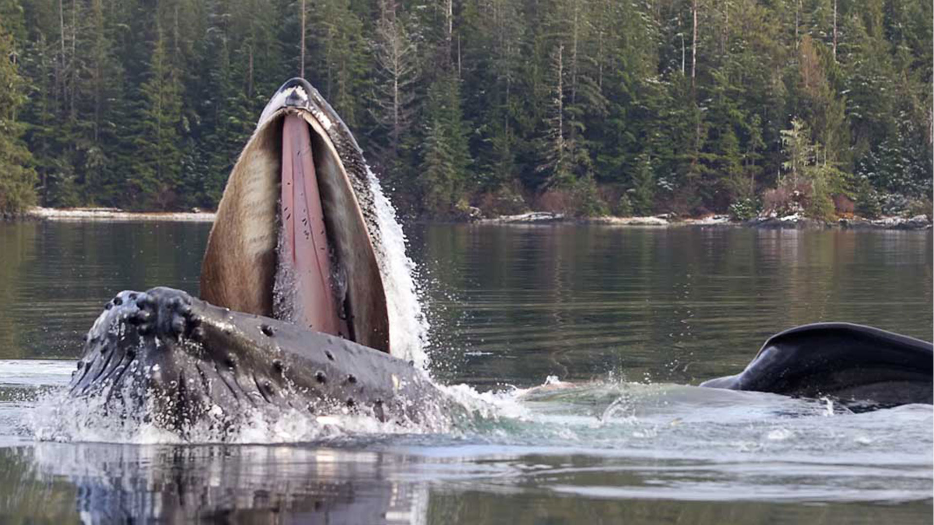 Humpbacks Feeding