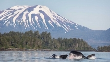 Humbback Whales feeding in front of Talon Lodge Dock