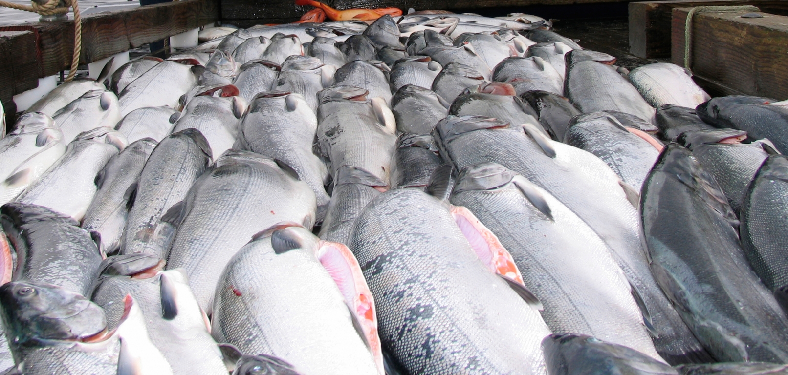 2018 King Salmon Regulations PostedAlaska Fishing Lodge