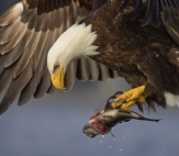 Bald Eagle Catching Alaska Lodge