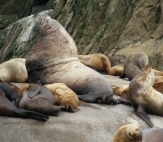 Bears Of Alaska Lodge